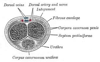 young boner|Penis: Anatomy, Picture, Erection, and Ejaculation